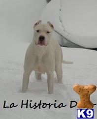 Dogo Argentino Puppies